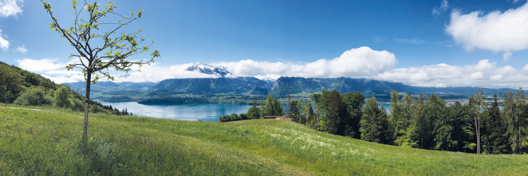 Frühlingserwachen Landschaft Oberhofen Blick auf Niesen